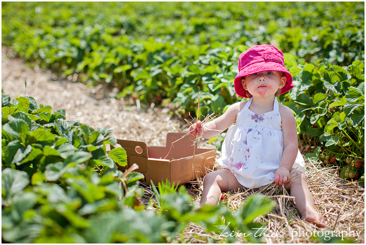 Cuff Farms strawberry picking, photography by Kim Thiel