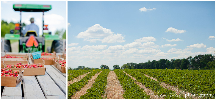 Prellwitz strawberry farm by Kim Theil Photography
