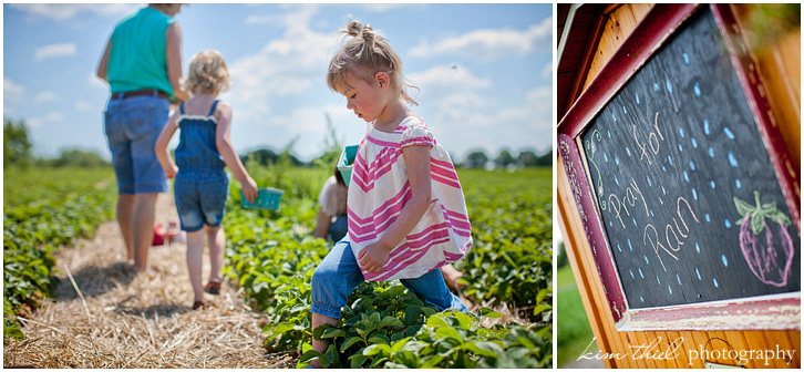 strawberry-picking-in-wisconsin_kim-thiel-photography