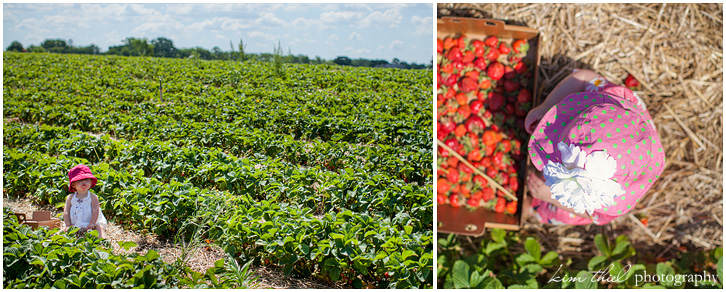 wisconsin-strawberry-farm_kim-thiel-photo