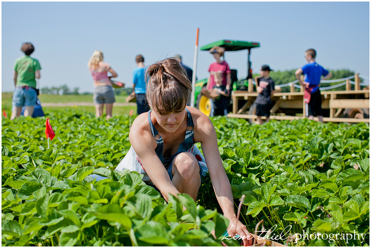 wisconsin-strawberry-pick-kim-thiel_10