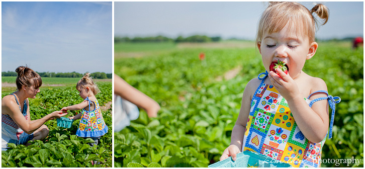 wisconsin-strawberry-pick-kim-thiel_11