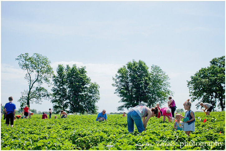 wisconsin-strawberry-pick-kim-thiel_17