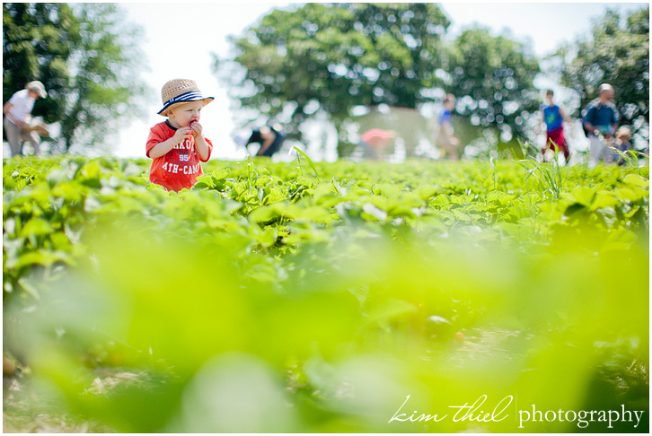 wisconsin-strawberry-pick-kim-thiel_29